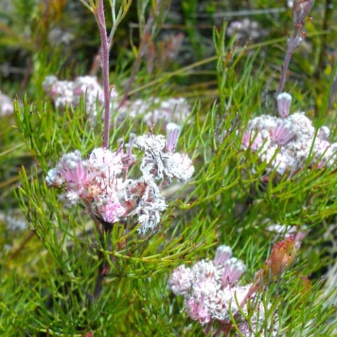 Serruria fasciflora new growth